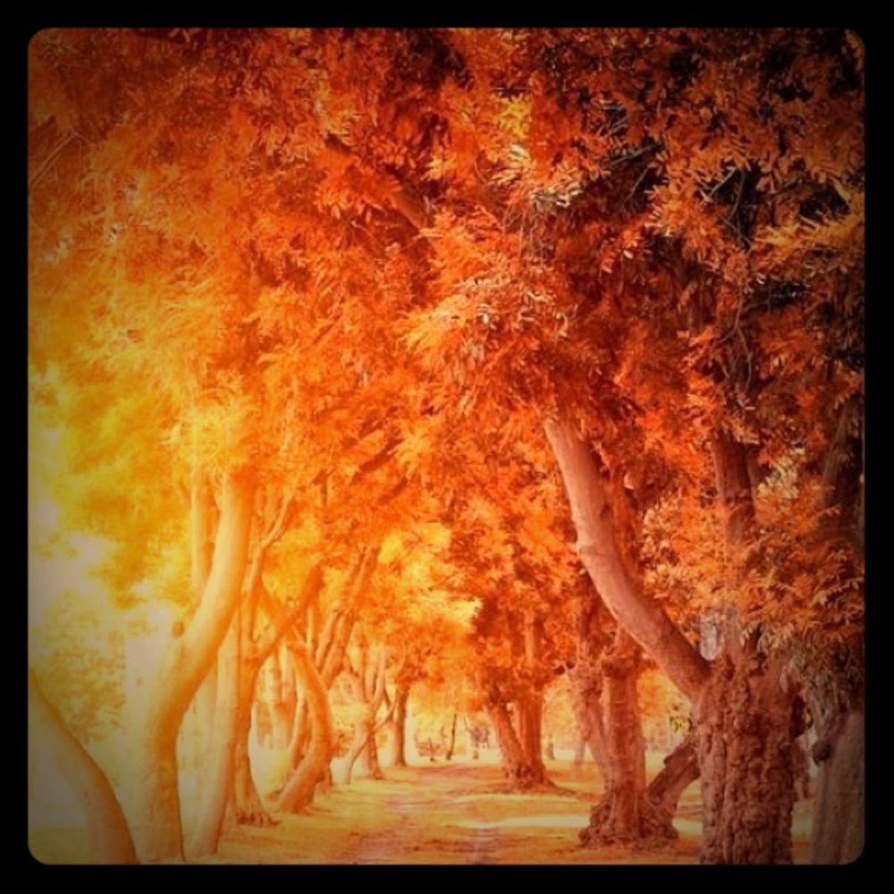 Meet your Posher, Anna